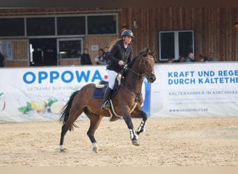 Oldenburger Springpferd, Wałach, 8 lat, 172 cm, Gniada