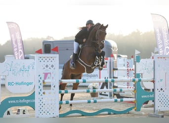 Oldenburger Springpferd, Wałach, 8 lat, 172 cm, Gniada