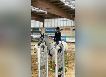 Oldenburger Springpferd, Wałach, 8 lat, 172 cm, Siwa