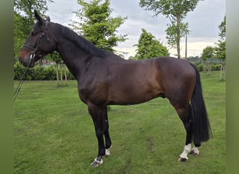 Oldenburger Springpferd, Wałach, 8 lat, 175 cm, Skarogniada