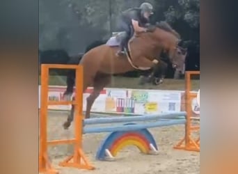 Oldenburger Springpferd, Wałach, 8 lat, 177 cm, Gniada