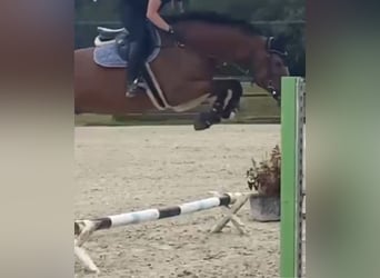 Oldenburger Springpferd, Wałach, 8 lat, 177 cm, Gniada