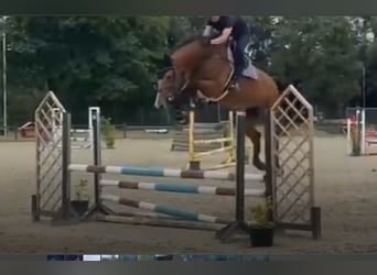 Oldenburger Springpferd, Wałach, 8 lat, 177 cm, Gniada