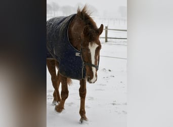 Oldenburger Springpferd, Wałach, 9 lat, 170 cm, Ciemnokasztanowata