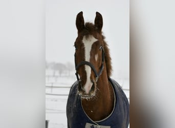 Oldenburger Springpferd, Wałach, 9 lat, 170 cm, Ciemnokasztanowata