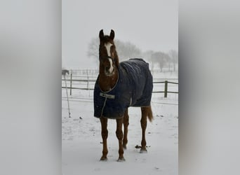 Oldenburger Springpferd, Wałach, 9 lat, 170 cm, Ciemnokasztanowata