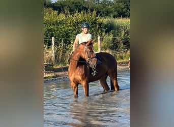 Oldenburger Springpferd, Wałach, 9 lat, 170 cm, Ciemnokasztanowata