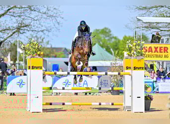 Oldenburger Springpferd, Wałach, 9 lat, 175 cm, Ciemnogniada