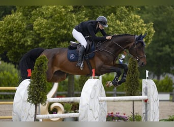 Oldenburger Springpferd, Wałach, 9 lat, 175 cm, Ciemnogniada
