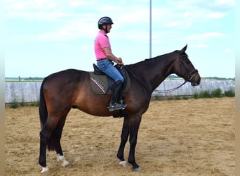Oldenburger Springpferd, Wałach, 9 lat, 185 cm, Ciemnogniada