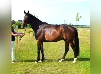 Oldenburger Springpferd, Wałach, 9 lat, 185 cm, Ciemnogniada