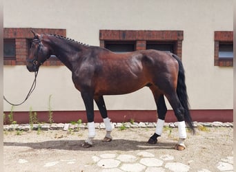 Oldenburger Springpferd Mix, Wałach, 10 lat, 183 cm, Ciemnogniada