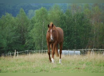 Oldenburger Springpferd, Wałach, 16 lat, 168 cm, Kasztanowata