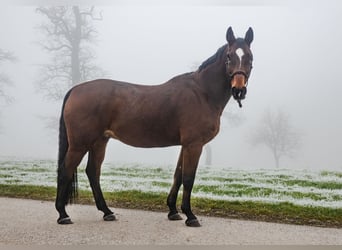 Oldenburger Springpferd, Wałach, 18 lat, 175 cm, Gniada