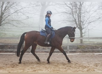 Oldenburger Springpferd, Wałach, 18 lat, 175 cm, Gniada