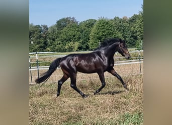 Oldenburger Springpferd, Wałach, 2 lat, 165 cm, Ciemnogniada