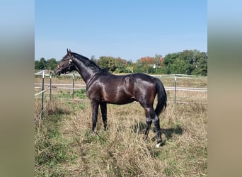 Oldenburger Springpferd, Wałach, 2 lat, 165 cm, Ciemnogniada