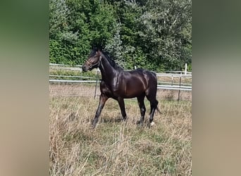 Oldenburger Springpferd, Wałach, 2 lat, 165 cm, Ciemnogniada