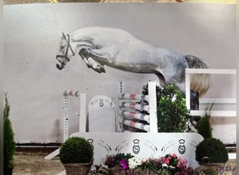 Oldenburger Springpferd, Wałach, 3 lat, 167 cm, Siwa