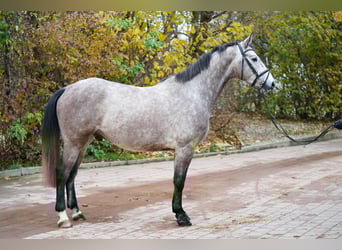 Oldenburger Springpferd, Wałach, 3 lat, Siwa
