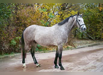 Oldenburger Springpferd, Wałach, 3 lat, Siwa