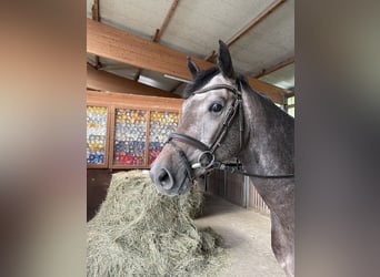 Oldenburger Springpferd, Wałach, 4 lat, 165 cm, Siwa