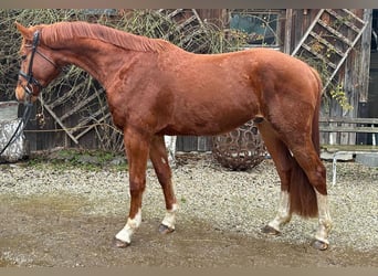 Oldenburger Springpferd, Wałach, 4 lat, 166 cm, Kasztanowata