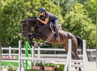 Oldenburger Springpferd, Wałach, 5 lat, 169 cm, Kara