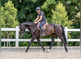 Oldenburger Springpferd, Wałach, 5 lat, 169 cm, Kara