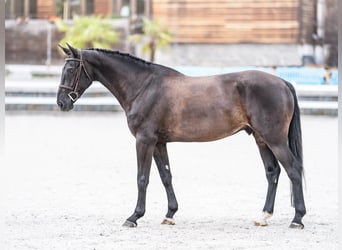 Oldenburger Springpferd, Wałach, 5 lat, 169 cm, Kara