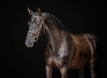 Oldenburger Springpferd, Wałach, 5 lat, 169 cm, Kara