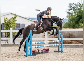Oldenburger Springpferd, Wałach, 5 lat, 169 cm, Kara