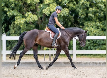 Oldenburger Springpferd, Wałach, 5 lat, 169 cm, Kara