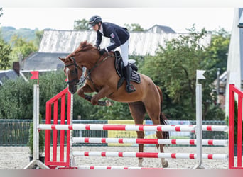 Oldenburger Springpferd, Wałach, 5 lat, 170 cm, Kasztanowata