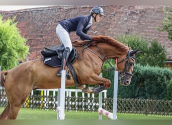 Oldenburger Springpferd, Wałach, 5 lat, 170 cm, Kasztanowata