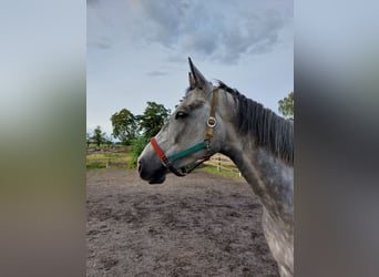 Oldenburger Springpferd, Wałach, 5 lat, 170 cm, Siwa