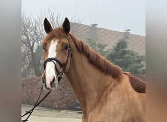 Oldenburger Springpferd, Wałach, 5 lat, 172 cm, Kasztanowata