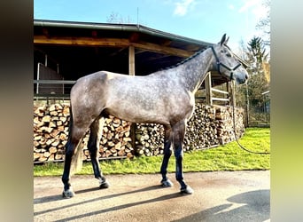 Oldenburger Springpferd, Wałach, 5 lat, 172 cm, Może być siwy