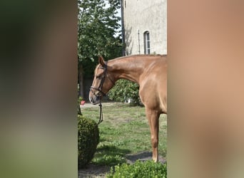 Oldenburger Springpferd, Wałach, 5 lat, 173 cm, Kasztanowata