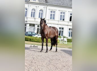 Oldenburger Springpferd, Wałach, 5 lat, 175 cm, Ciemnogniada
