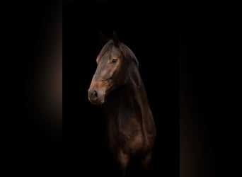 Oldenburger Springpferd, Wałach, 5 lat, 175 cm, Ciemnogniada