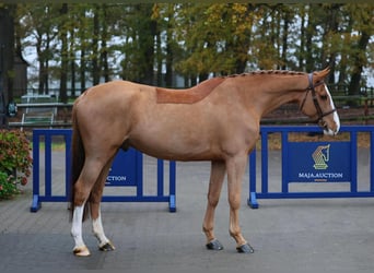 Oldenburger Springpferd, Wałach, 5 lat, 175 cm, Kasztanowata