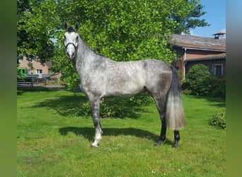 Oldenburger Springpferd, Wałach, 5 lat, 185 cm, Siwa jabłkowita