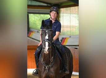 Oldenburger Springpferd, Wałach, 6 lat, 167 cm, Kara