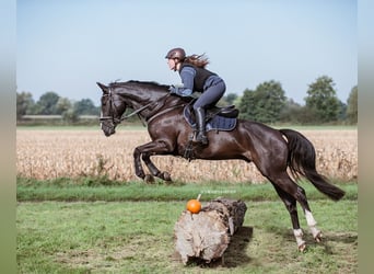 Oldenburger Springpferd, Wałach, 6 lat, 167 cm, Kara