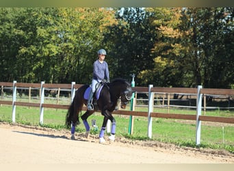 Oldenburger Springpferd, Wałach, 6 lat, 170 cm, Ciemnogniada