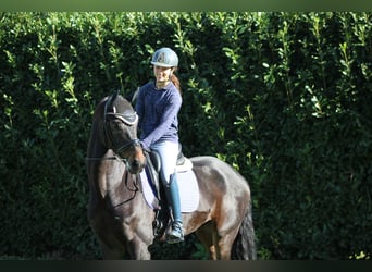 Oldenburger Springpferd, Wałach, 6 lat, 170 cm, Ciemnogniada