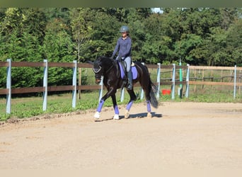 Oldenburger Springpferd, Wałach, 6 lat, 170 cm, Ciemnogniada