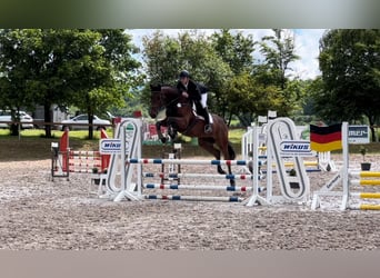 Oldenburger Springpferd, Wałach, 6 lat, 170 cm, Gniada