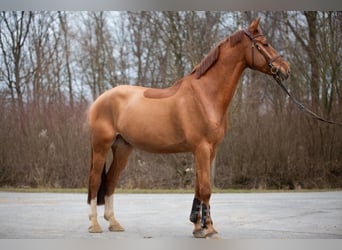 Oldenburger Springpferd, Wałach, 6 lat, 178 cm, Kasztanowata